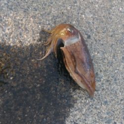 エギング　なかなか釣れません